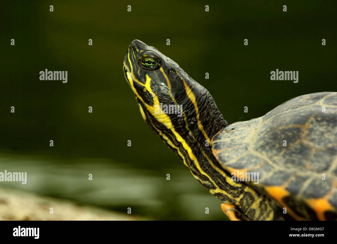 Trachemys scripta elegans Stock Photo Alamy