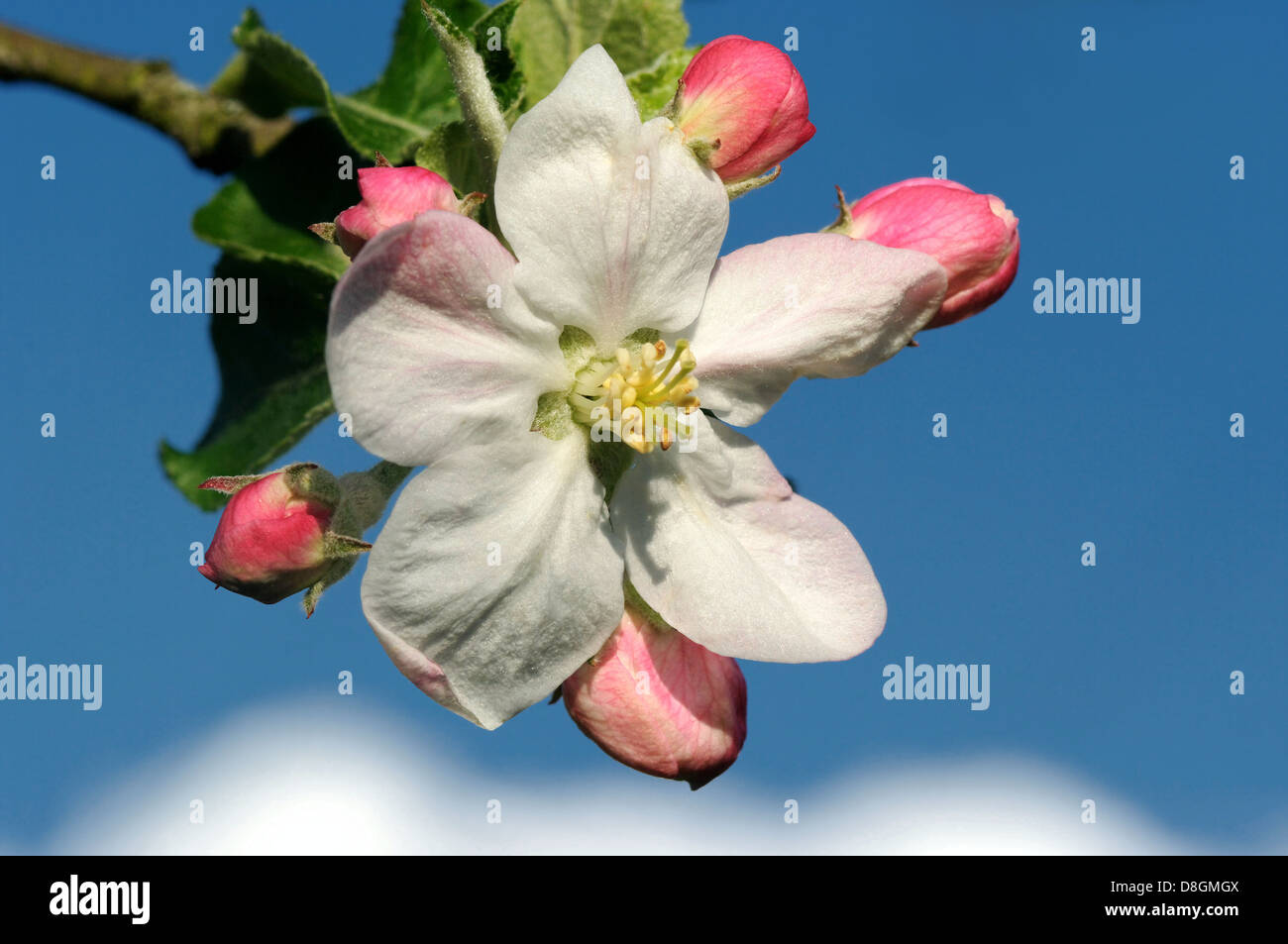 Apple tree in flower Stock Photo