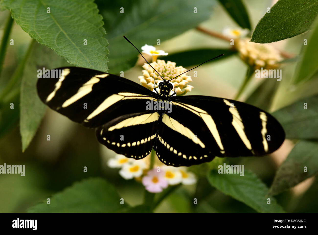 Heliconius charithonia Stock Photo