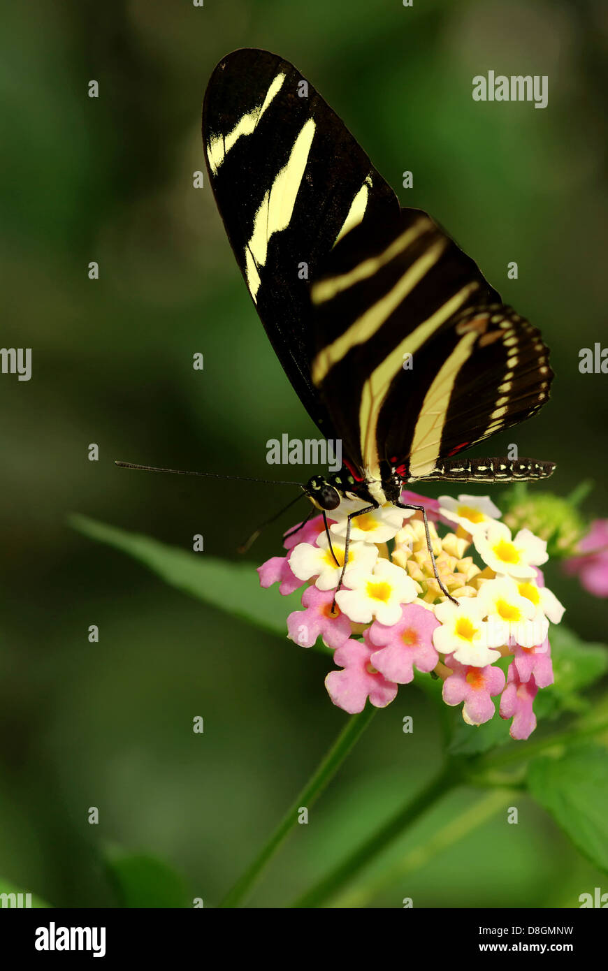 heliconius charitonius Stock Photo