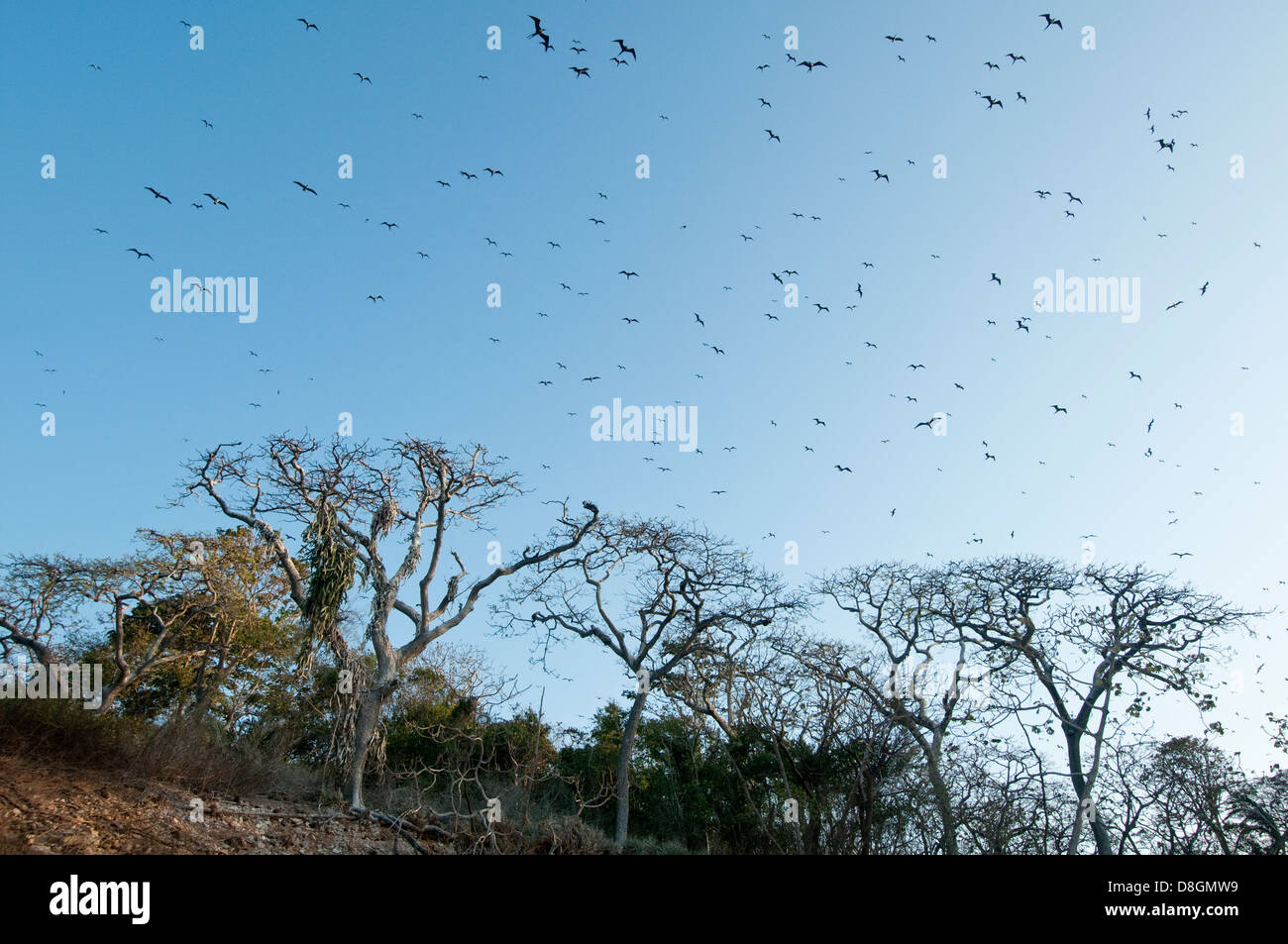 Flock of Magnificent Frigatebird (Fregata magnificens) flying over the forest in Isla Pacheca shore Stock Photo