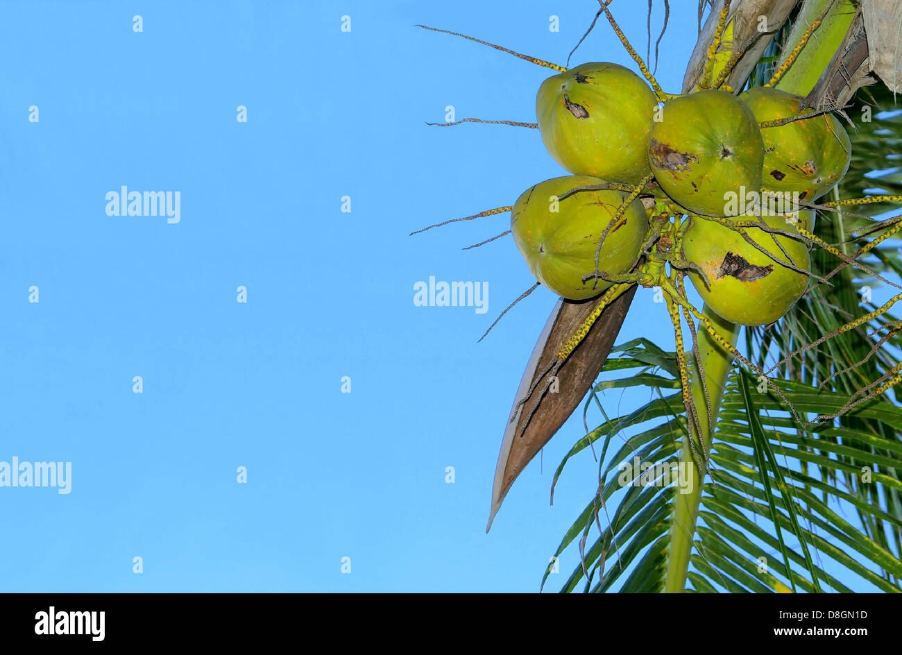 Coconut palm Stock Photo