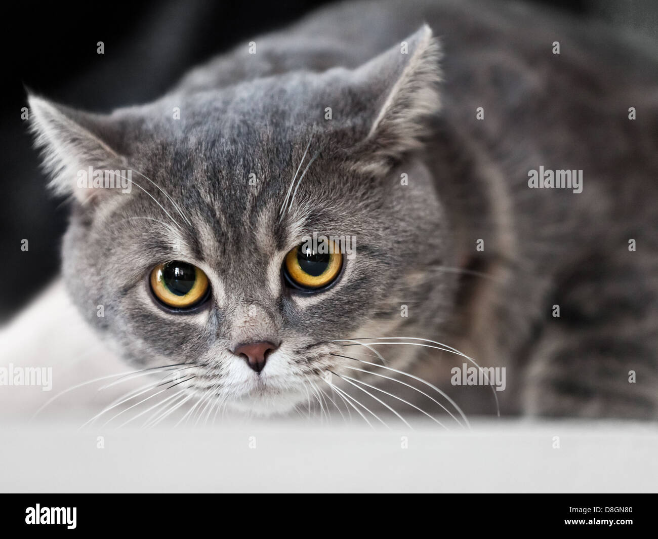 Cat animal hi-res stock photography and images - Alamy