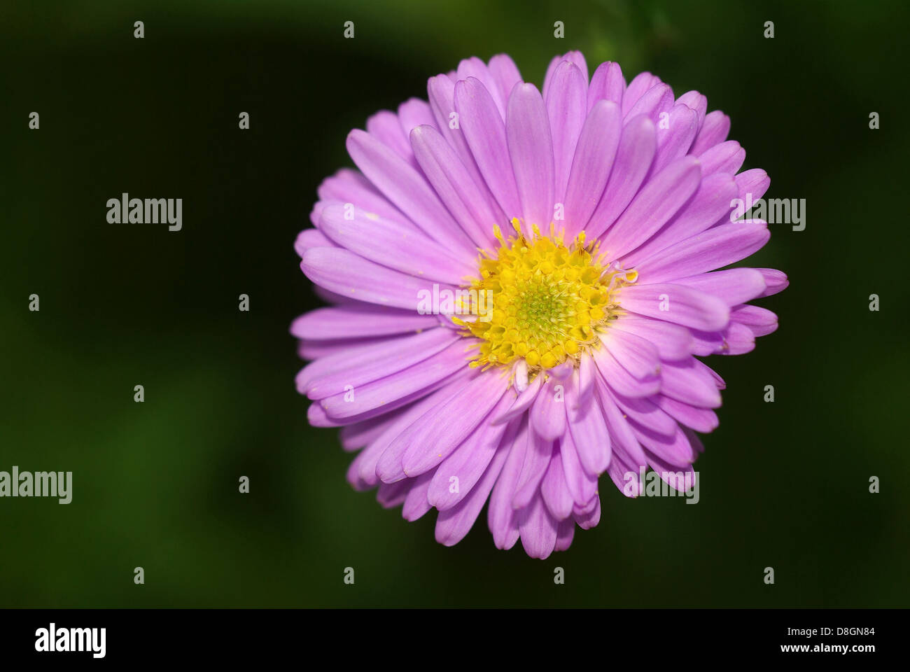 Aster Stock Photo