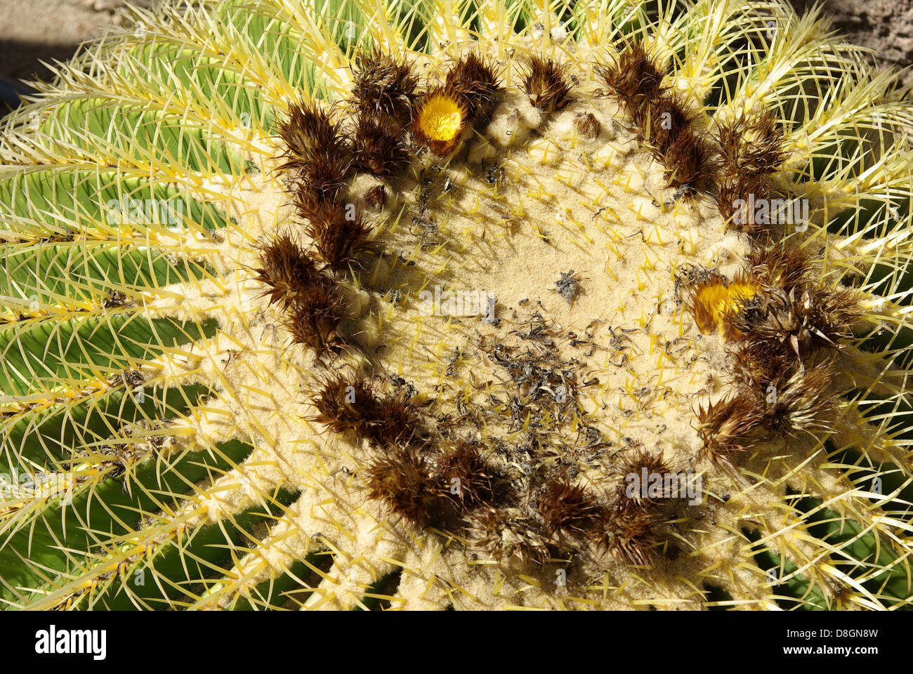 Golden Barrel Cactus, Golden Ball Stock Photo