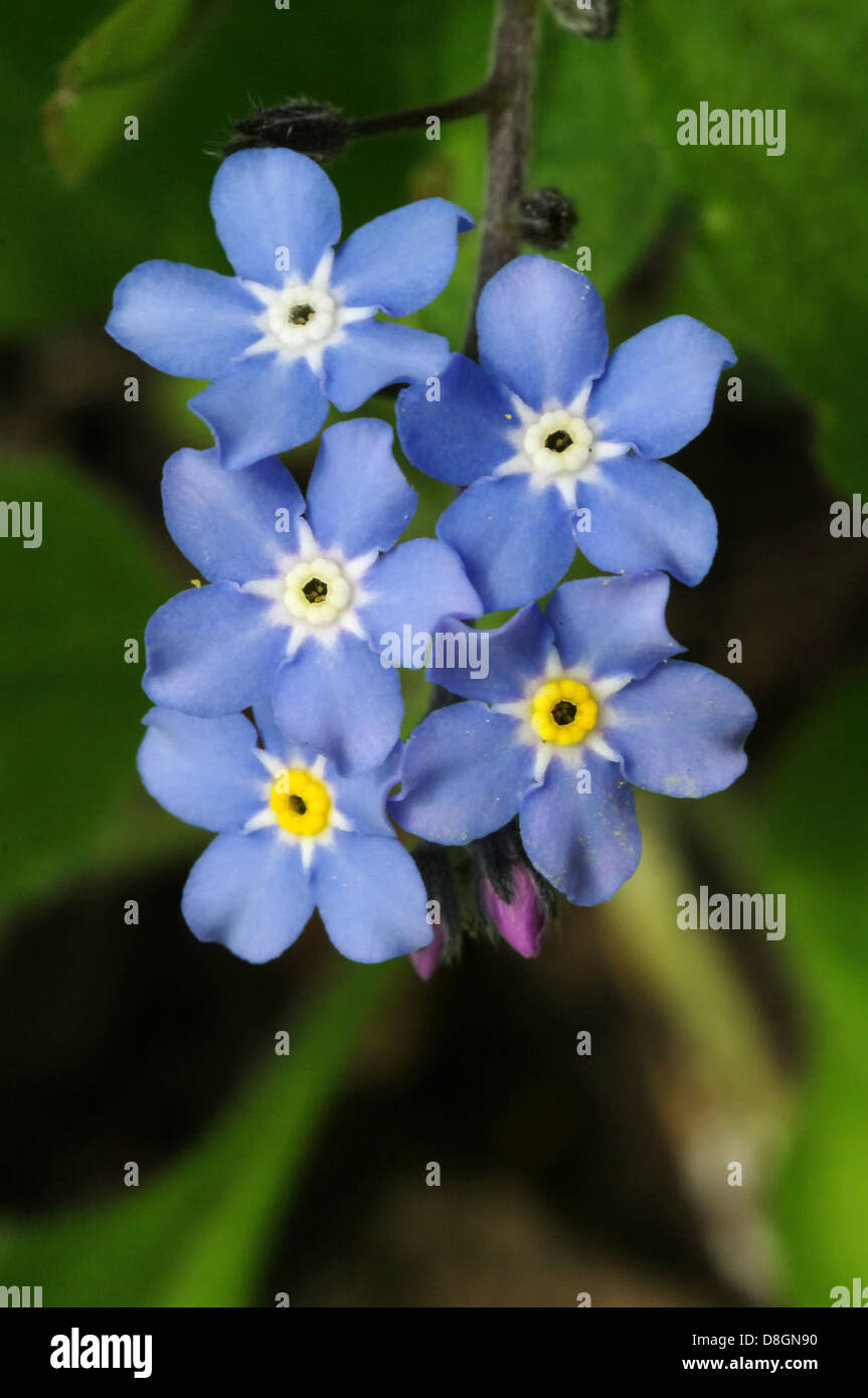 forget me not Stock Photo