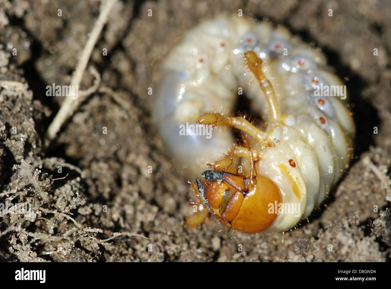 Cockchafer, maybeetle, Stock Photo