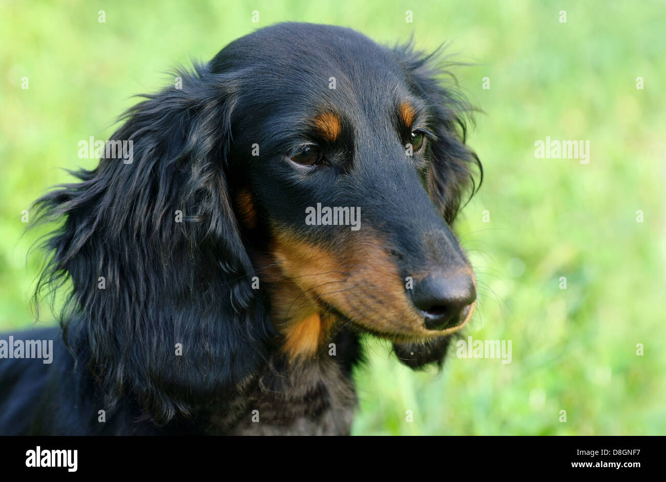 long-haired Dachshund Stock Photo