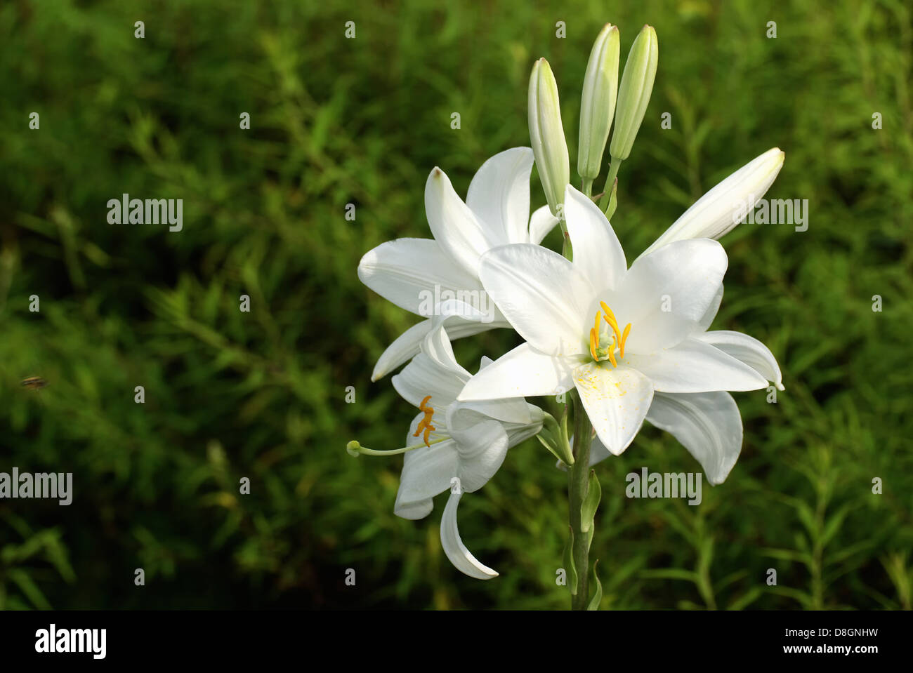 lilium candidum Stock Photo Alamy