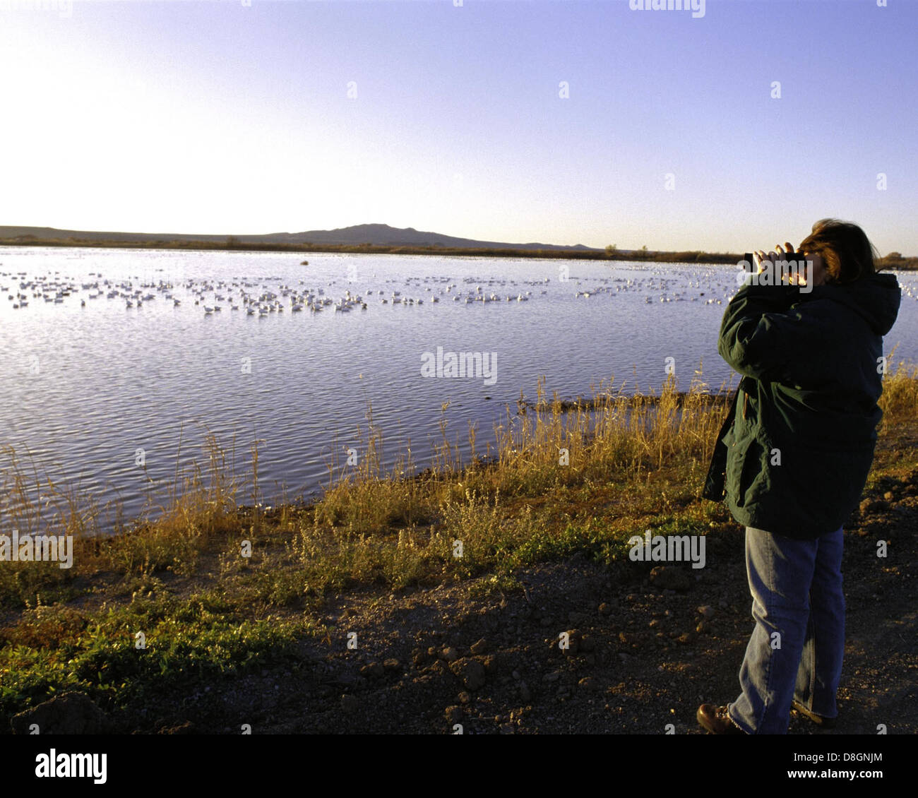 Birdwatching at Bosque del Apache national wildlife refuge Stock Photo