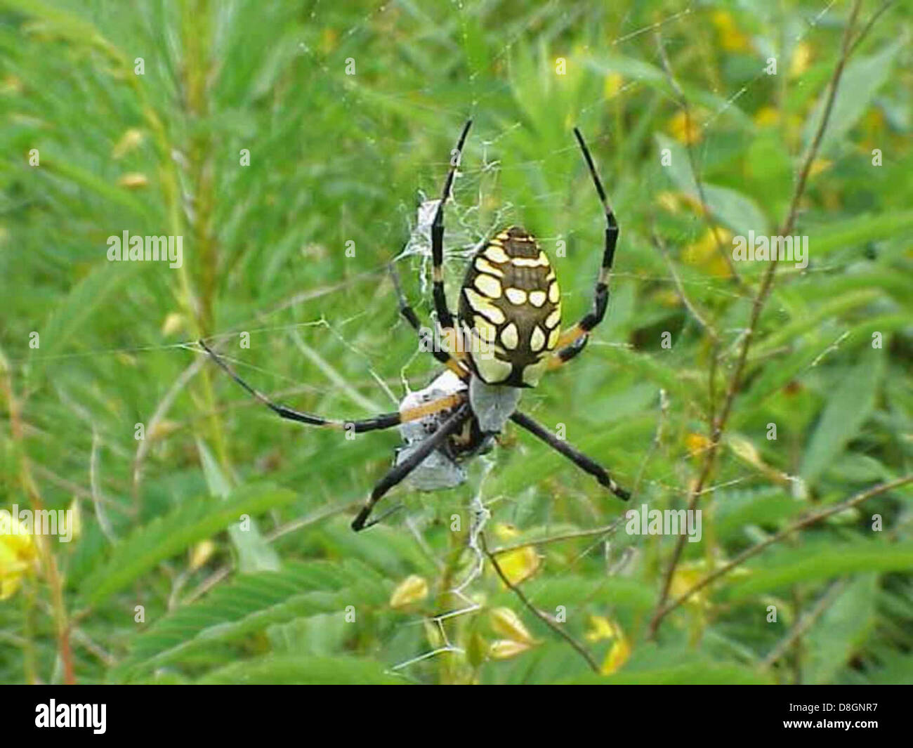 Black and yellow garden spider Stock Photo Alamy