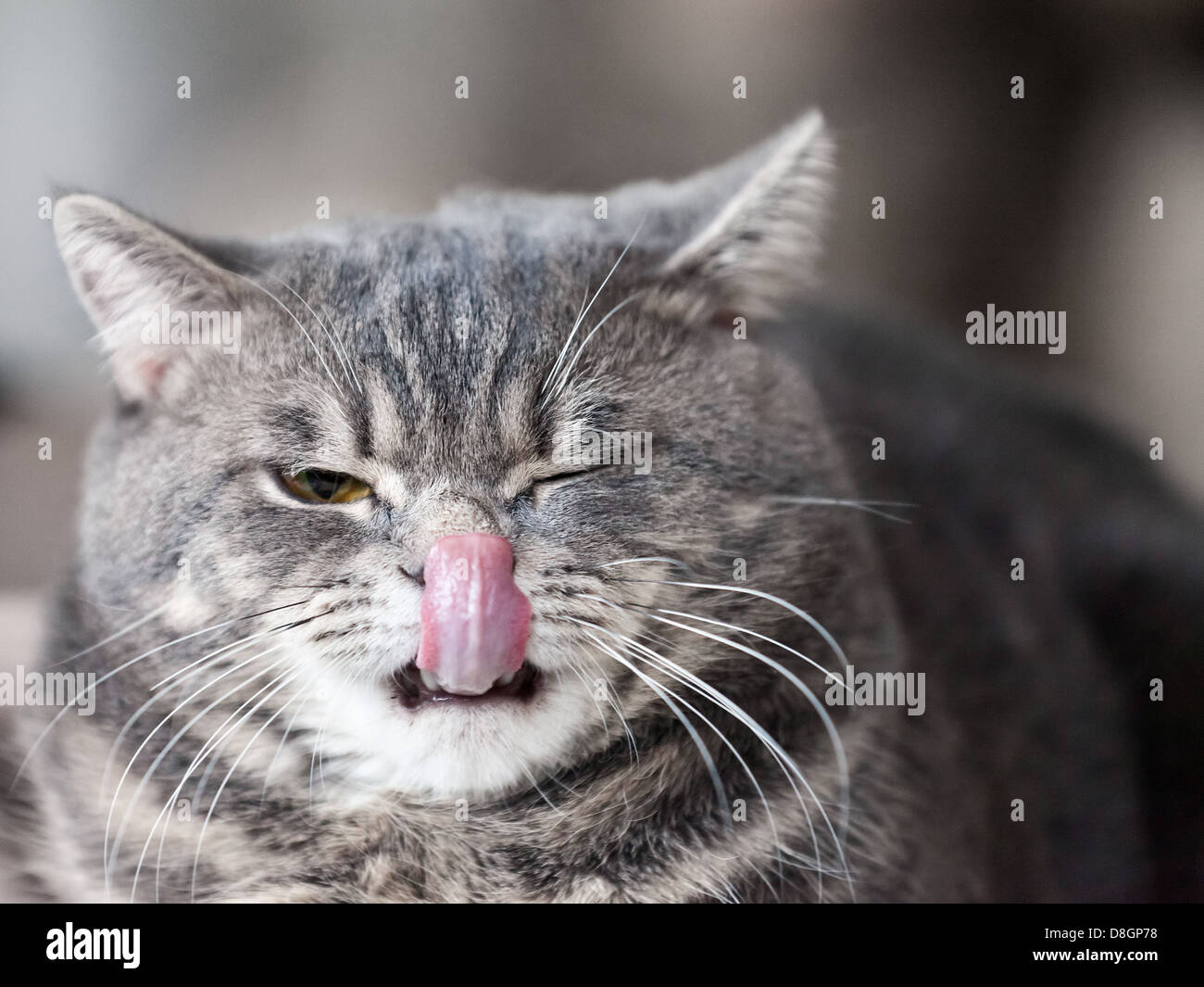 Cat animal hi-res stock photography and images - Alamy