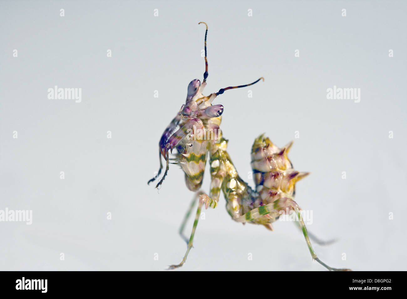 Preying Mantis Stock Photo