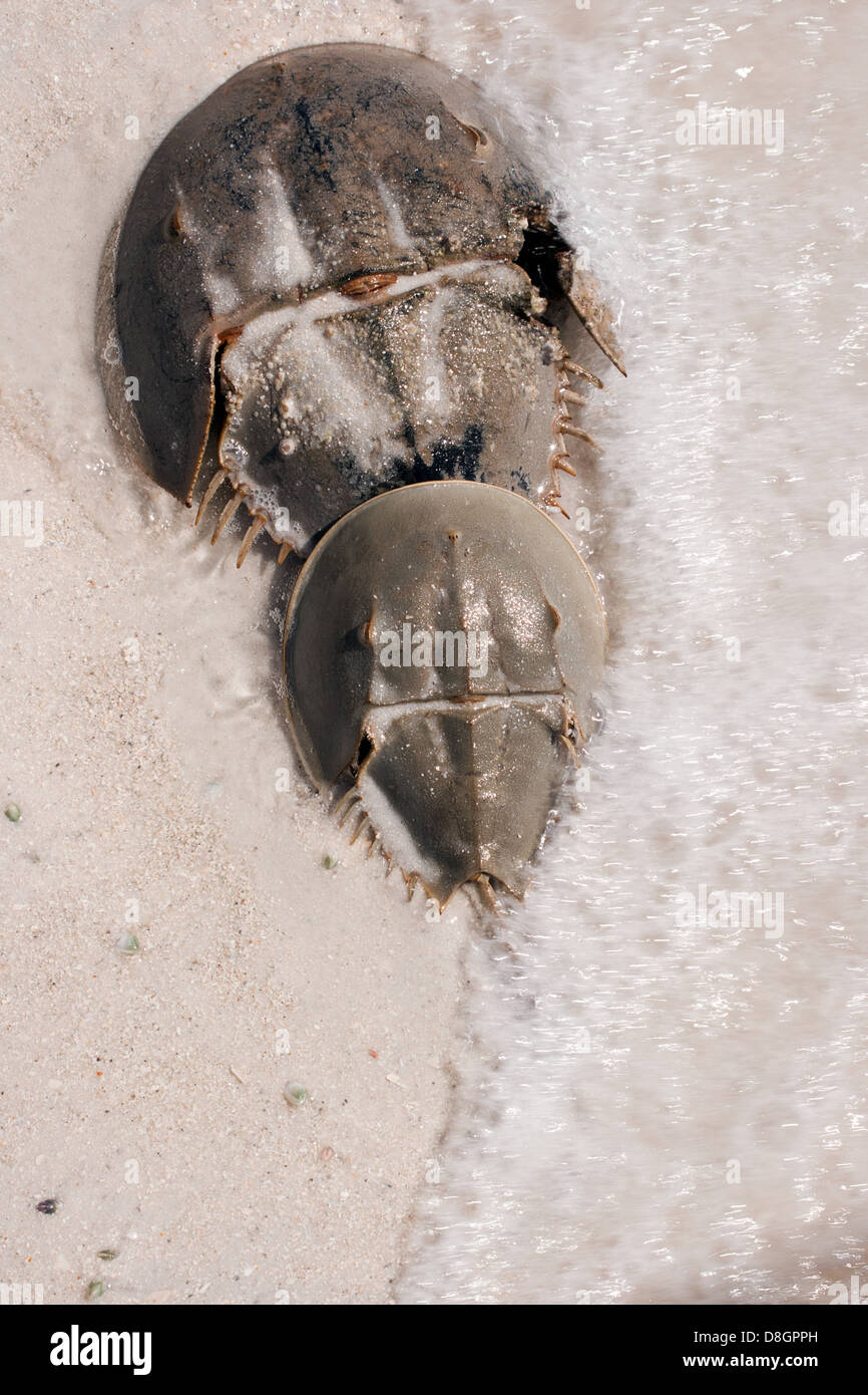 Atlantic horseshoe crab hires stock photography and images Alamy
