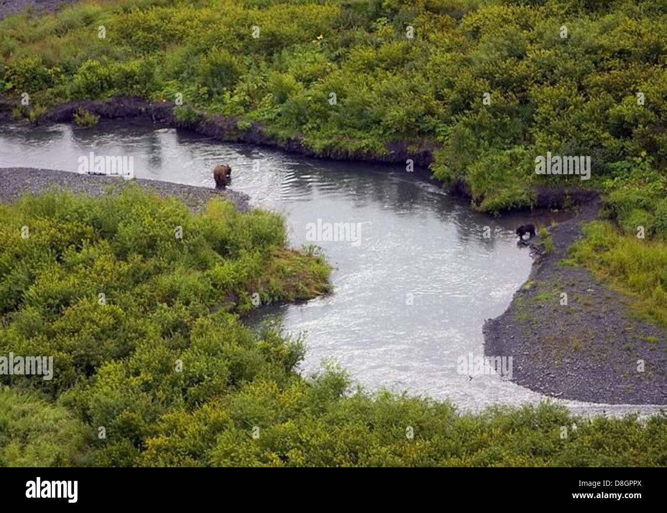 Brown bear and black bear in the upper Russian river. Stock Photo