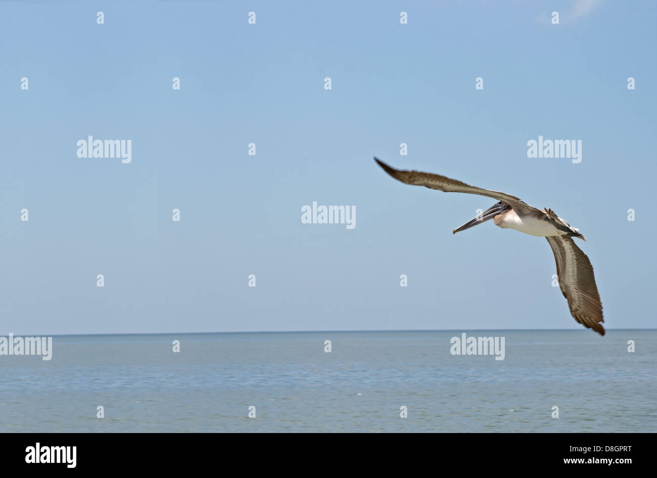Flying Brown pelican Stock Photo - Alamy