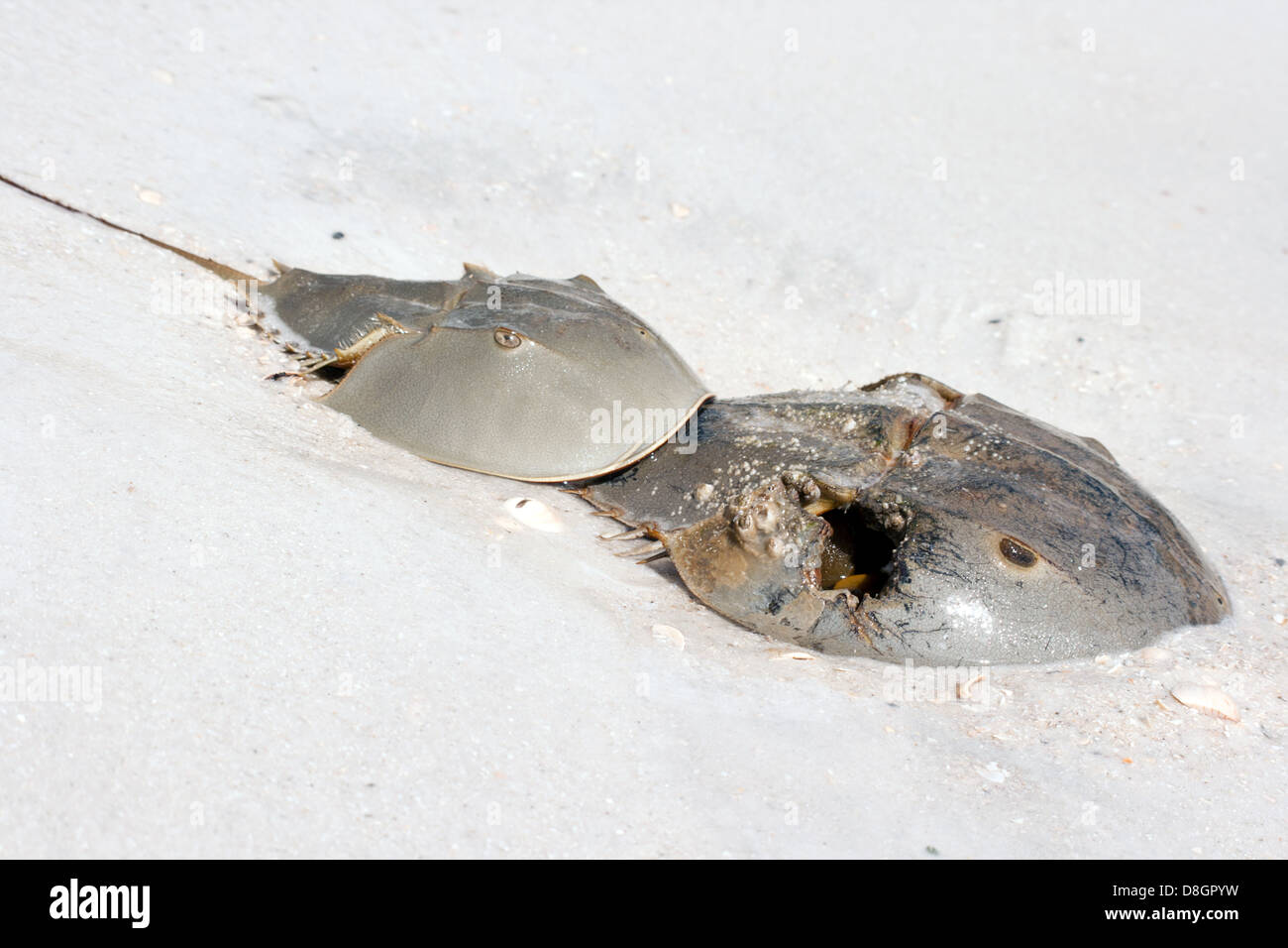 Atlantic horseshoe crab hires stock photography and images Alamy