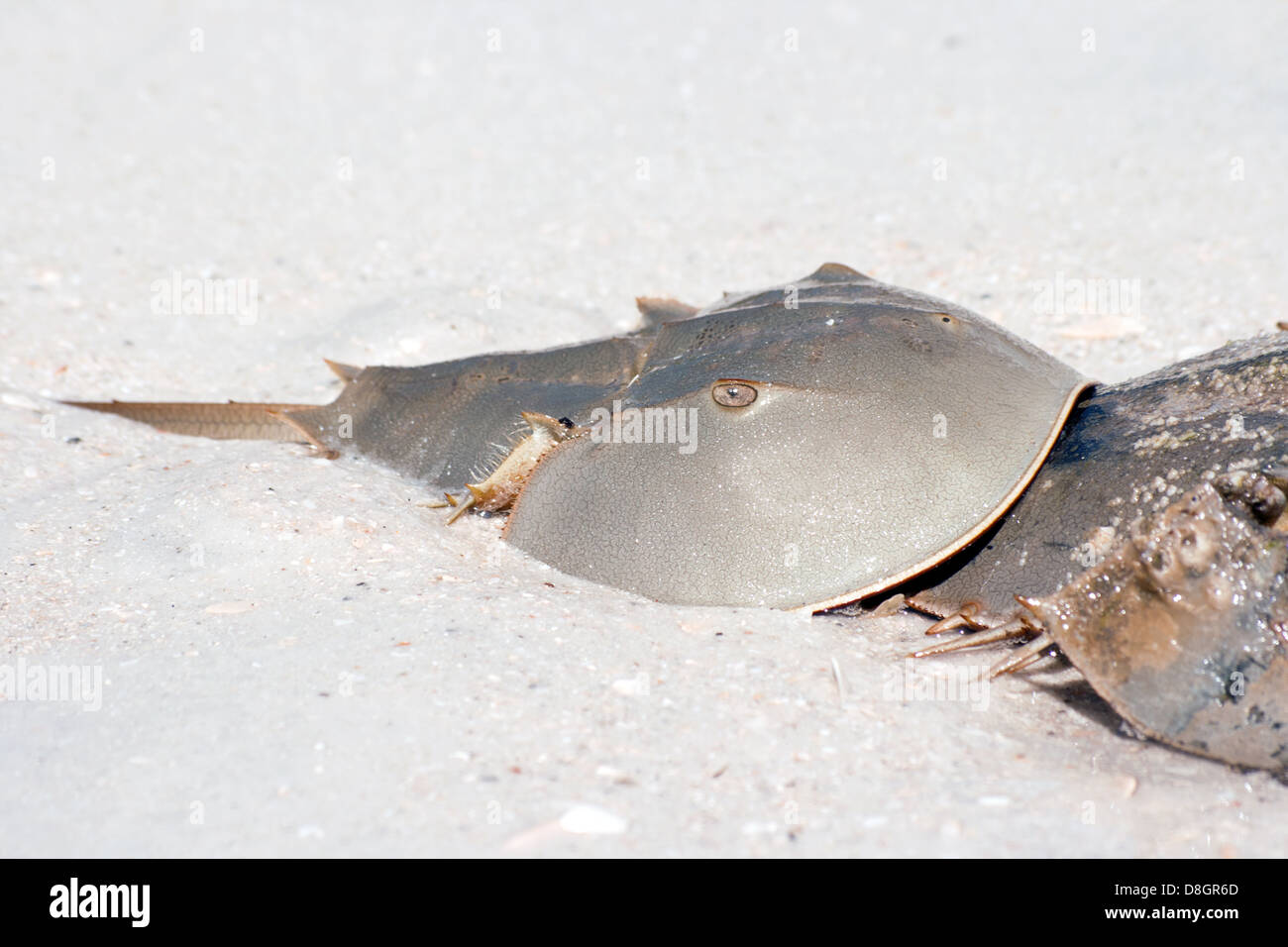 Horseshoe crab (Limulus) Stock Photo