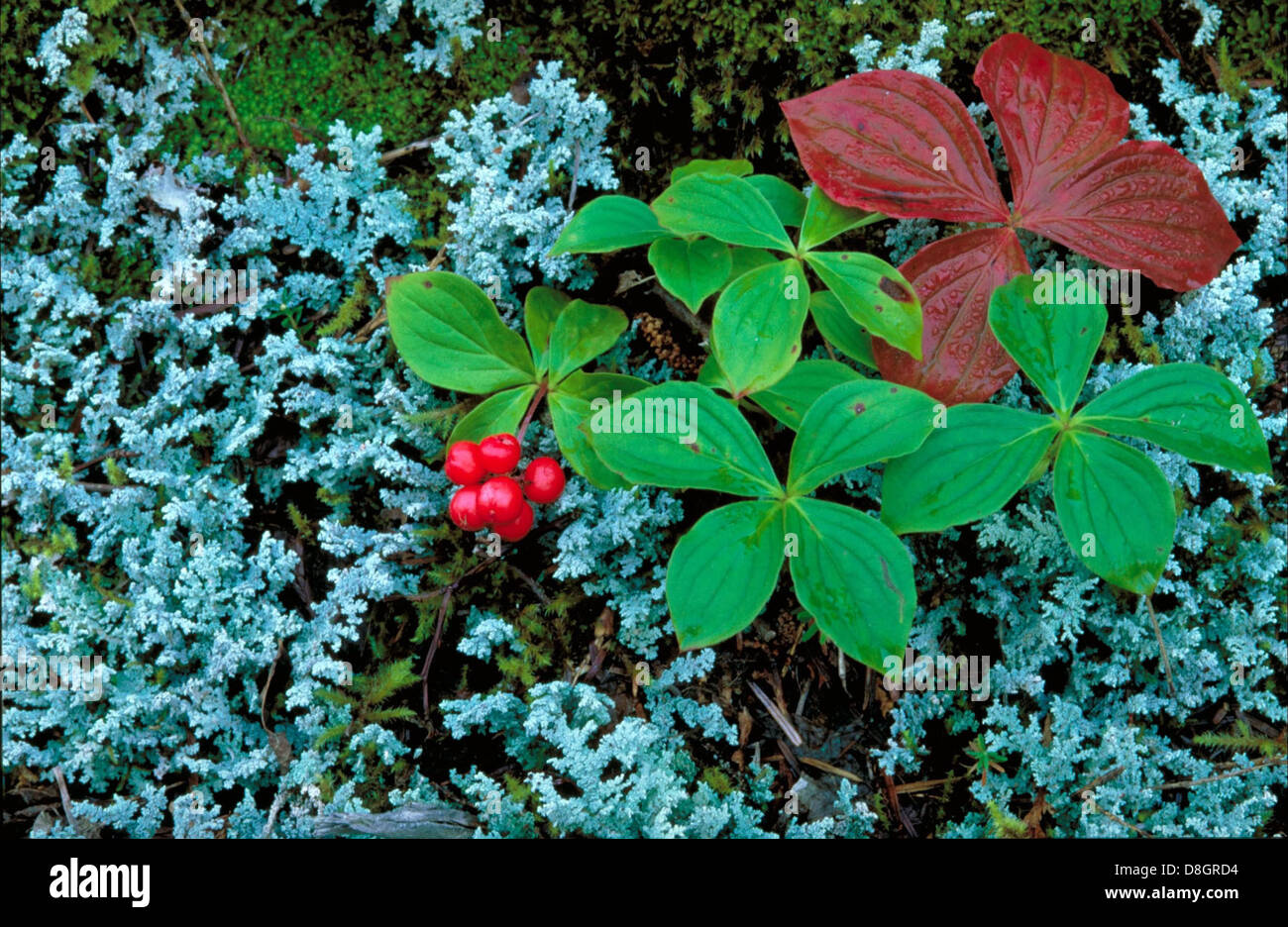 Woodland plant clusters small hi-res stock photography and images - Alamy