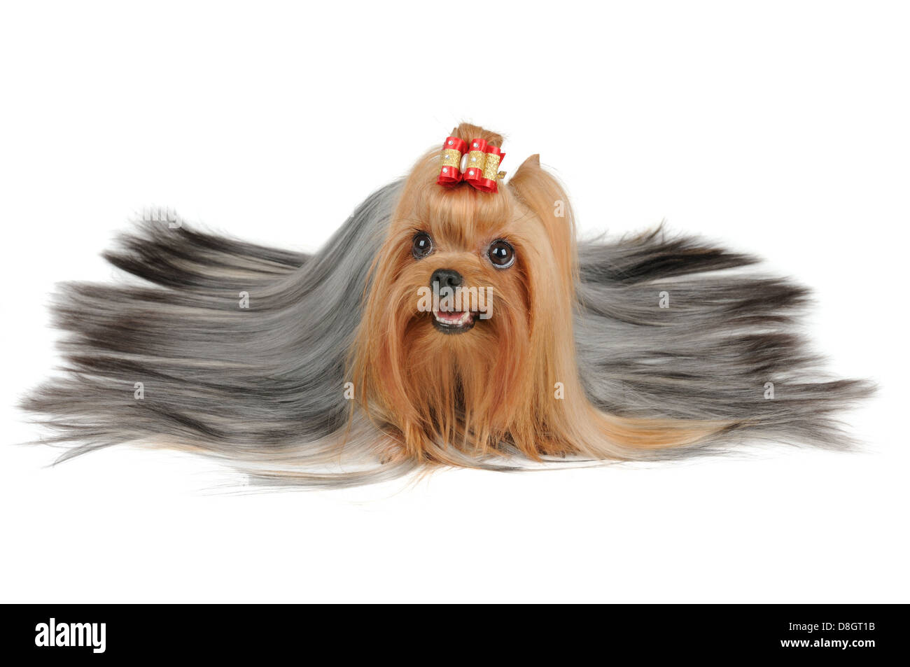 Long coated Yorkshire Terrier with silver hair isolated on white Stock Photo