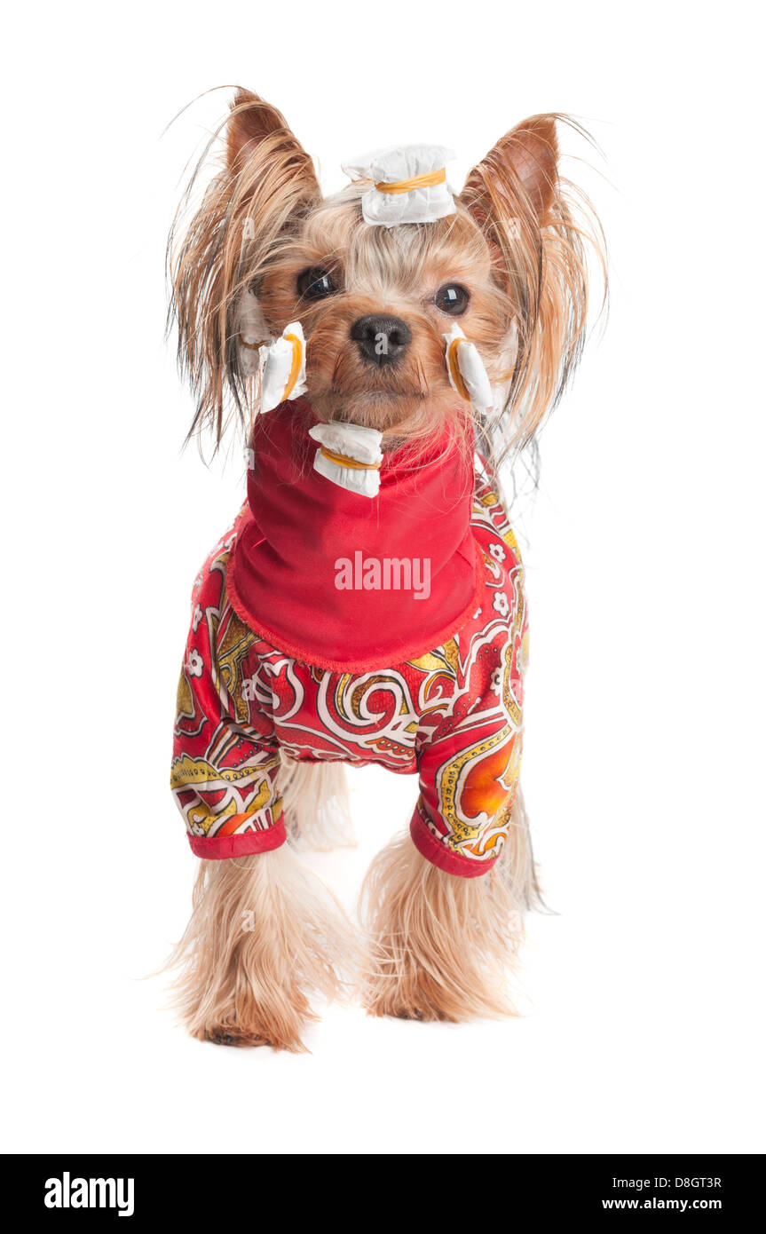 Yorkshire terrier in wrapping paper and jacket on white Stock Photo