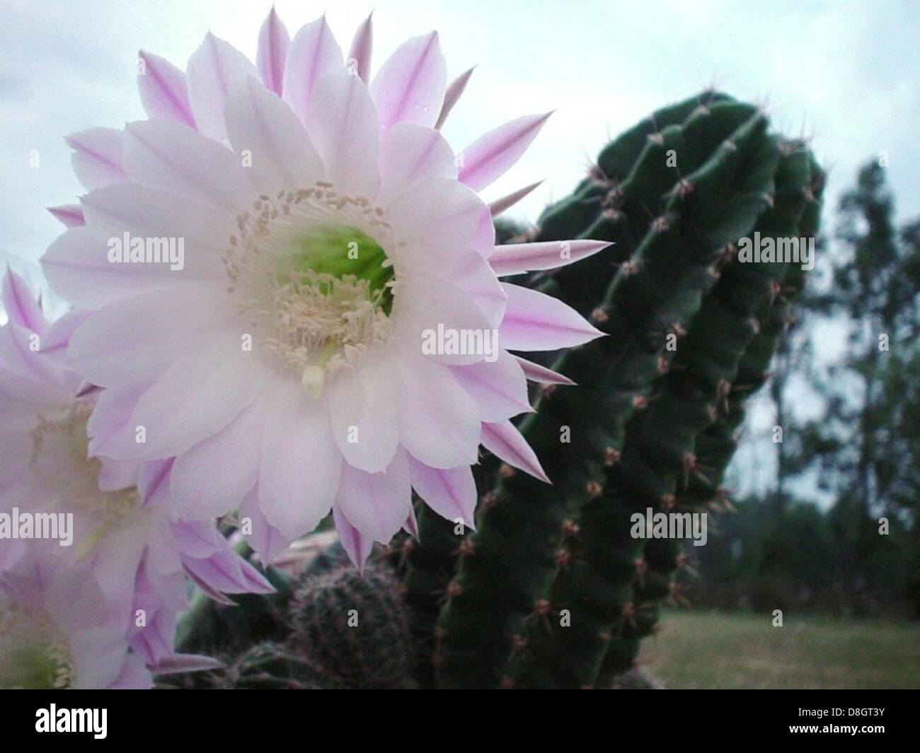 Cactus flower white Stock Photo Alamy