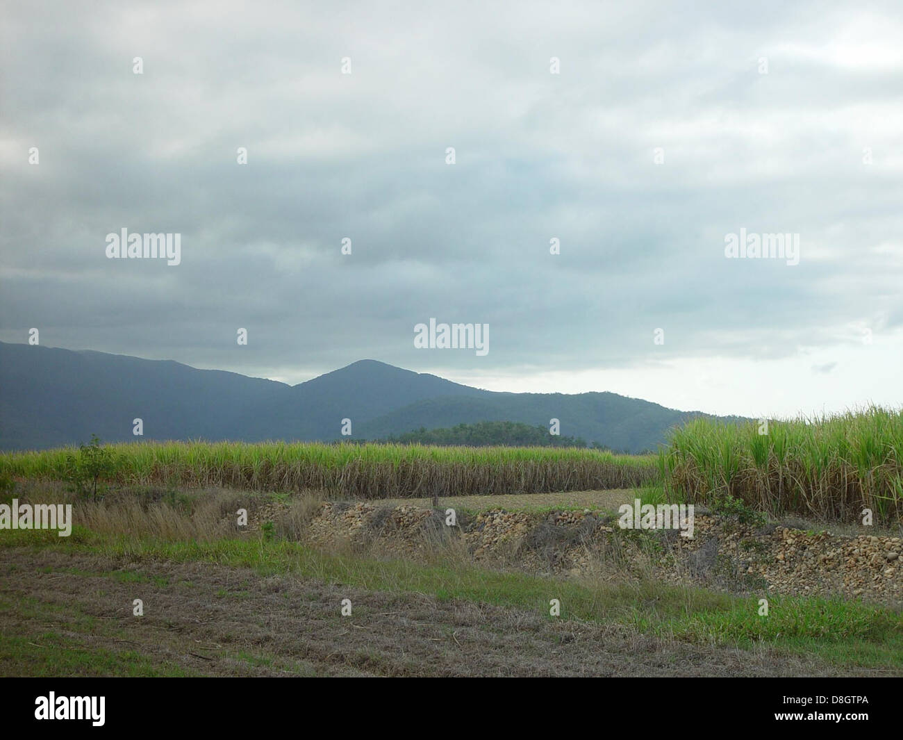 Sugarcane fields in rows hi-res stock photography and images - Alamy