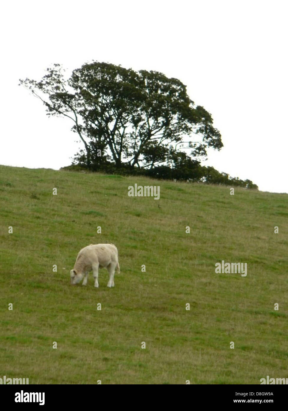 A group of cattle is seen grazing on a lush green hillside. The cattle ...