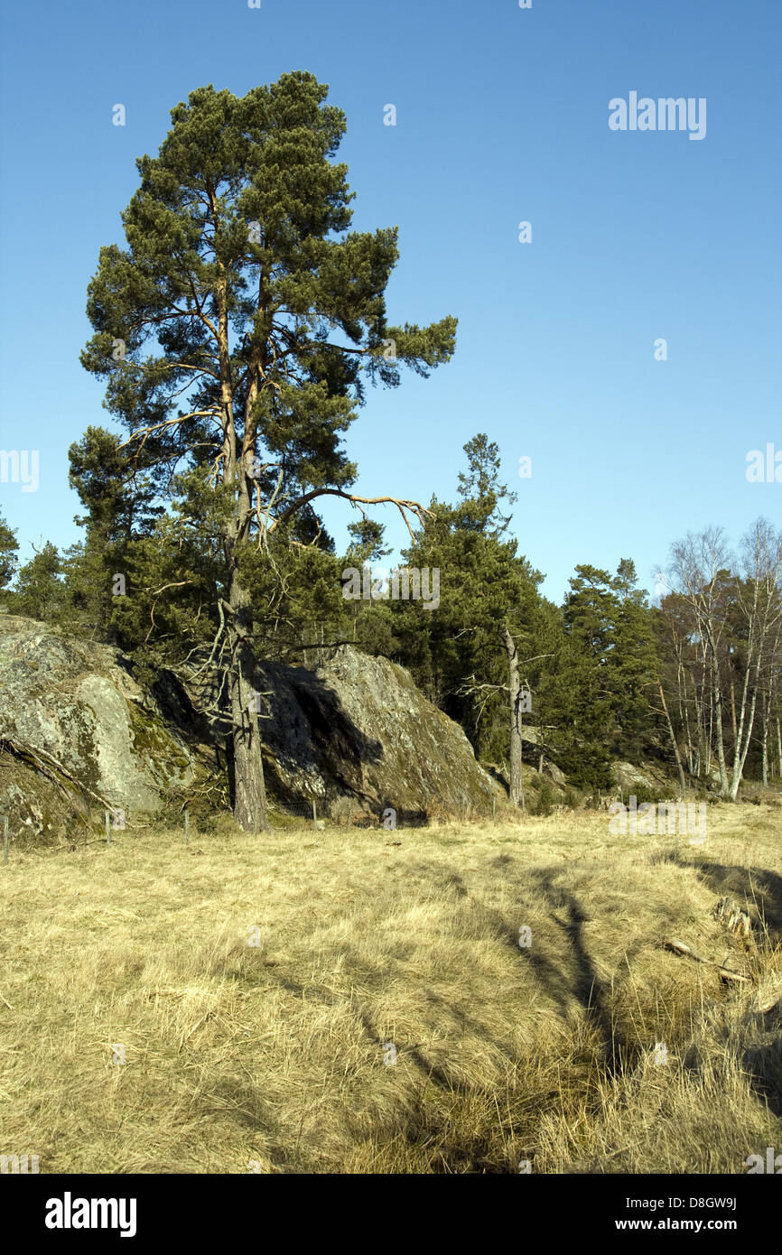 Swedish nature Stock Photo