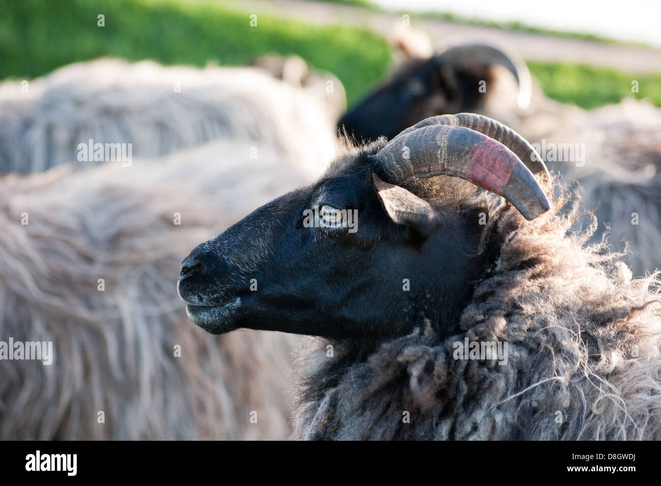 Gray Horned Heath Sheep Stock Photo