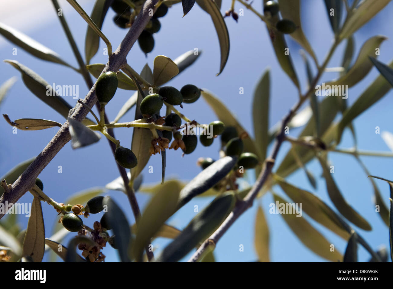Olives Stock Photo