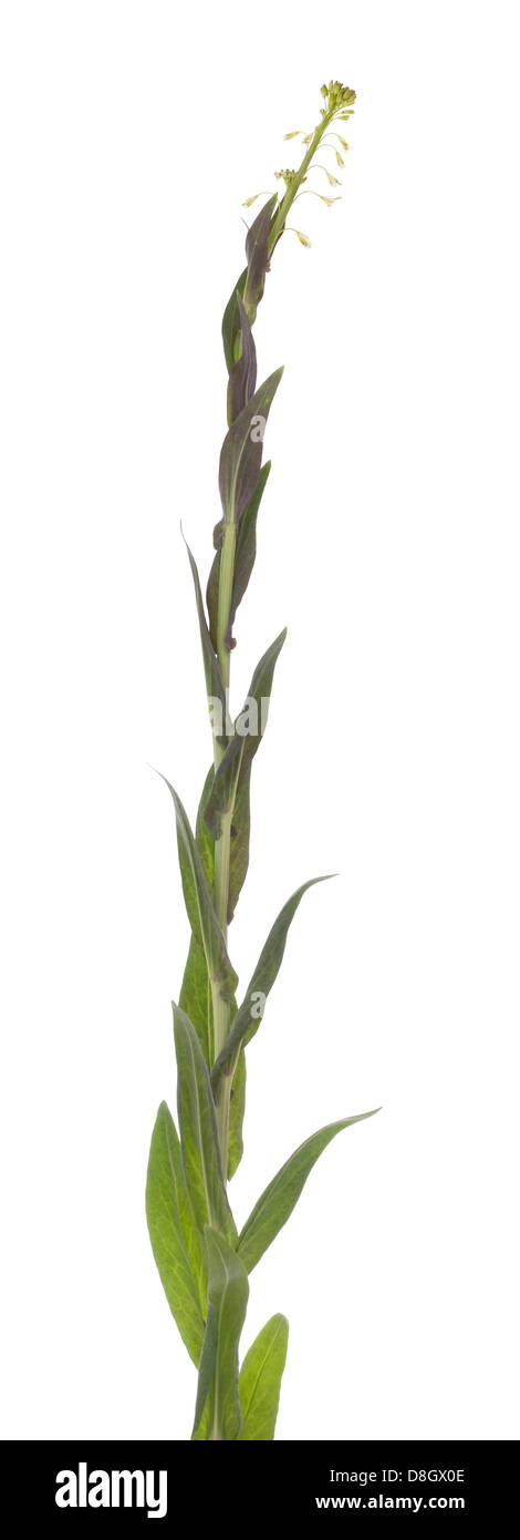 big flower ( Arabis glabra) on white background Stock Photo