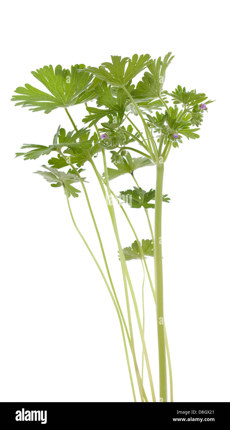 little geranium (Geranium pusillum) on white background Stock Photo