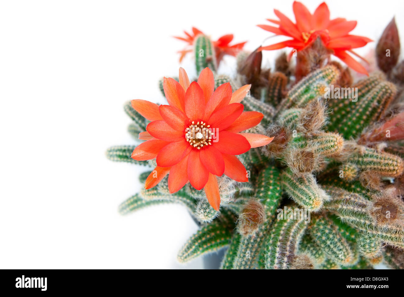 red cactus flower over white background Stock Photo