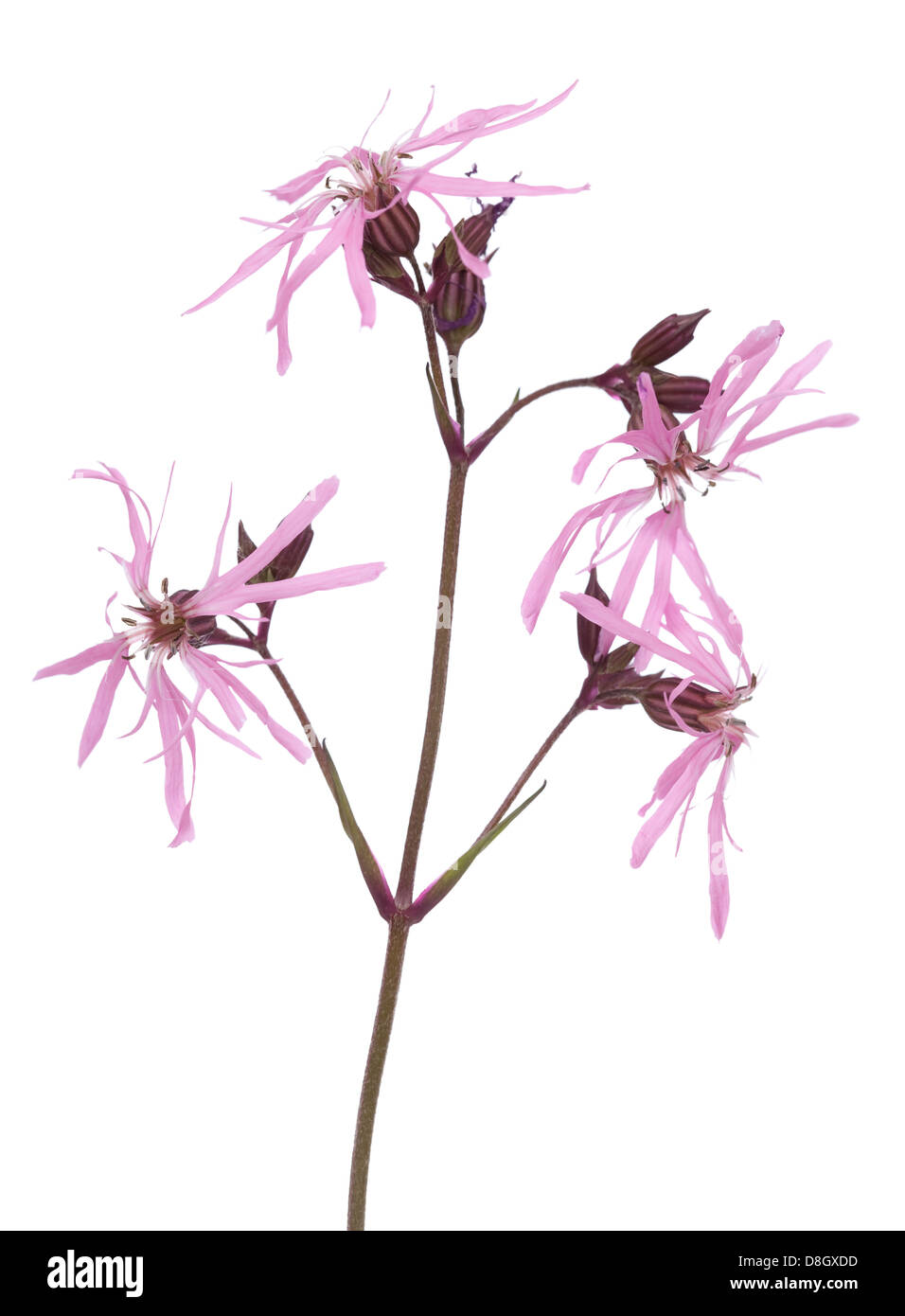 single flower Lychnis flos-cuculi on white background Stock Photo