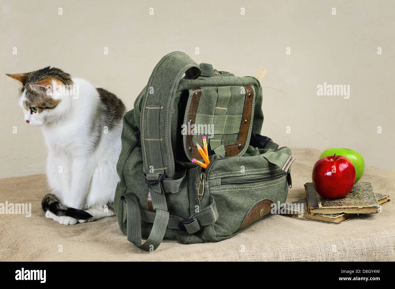 Cat And Backpack Stock Photo Alamy