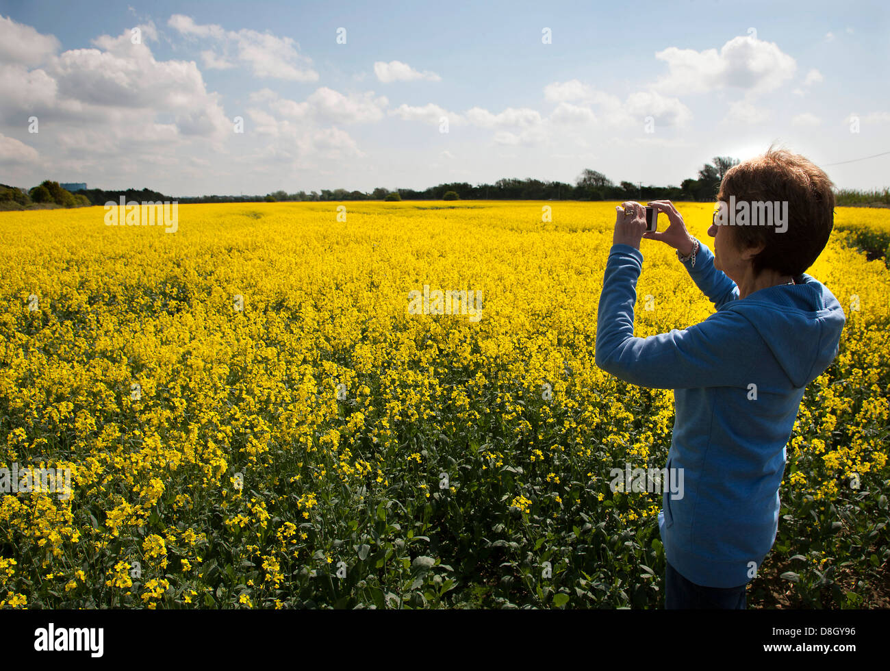 Field of yellow rape in early Summer Stock Photo - Alamy