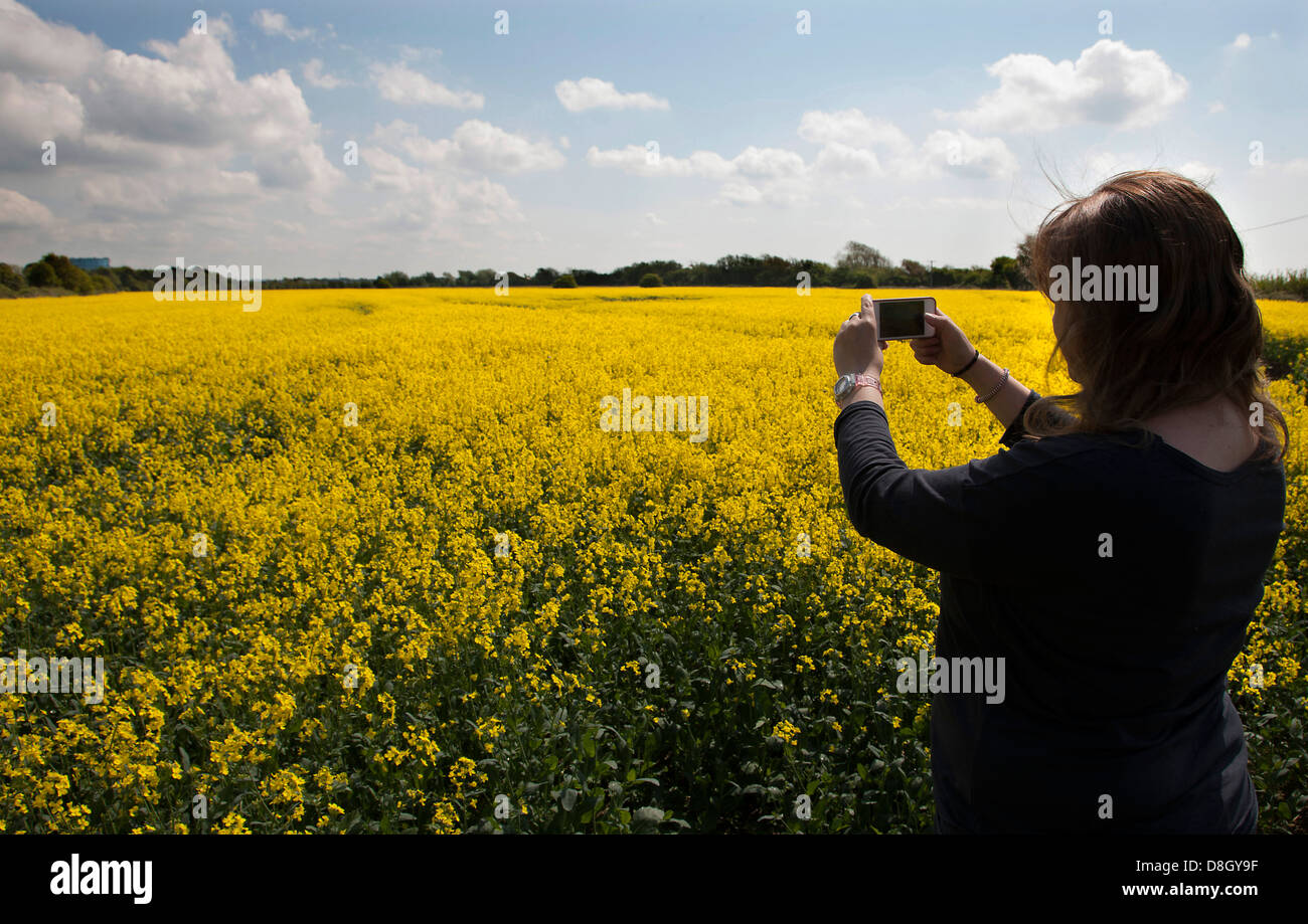 Field of yellow rape in early Summer Stock Photo - Alamy