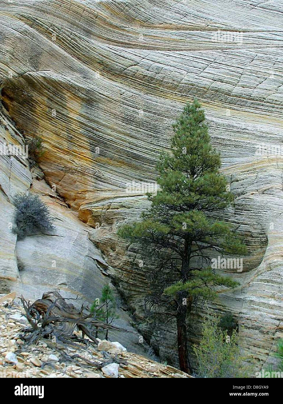Zion Striped Rocks The image shows a cliff in the Checkerboard Mesa region of Zion ...
