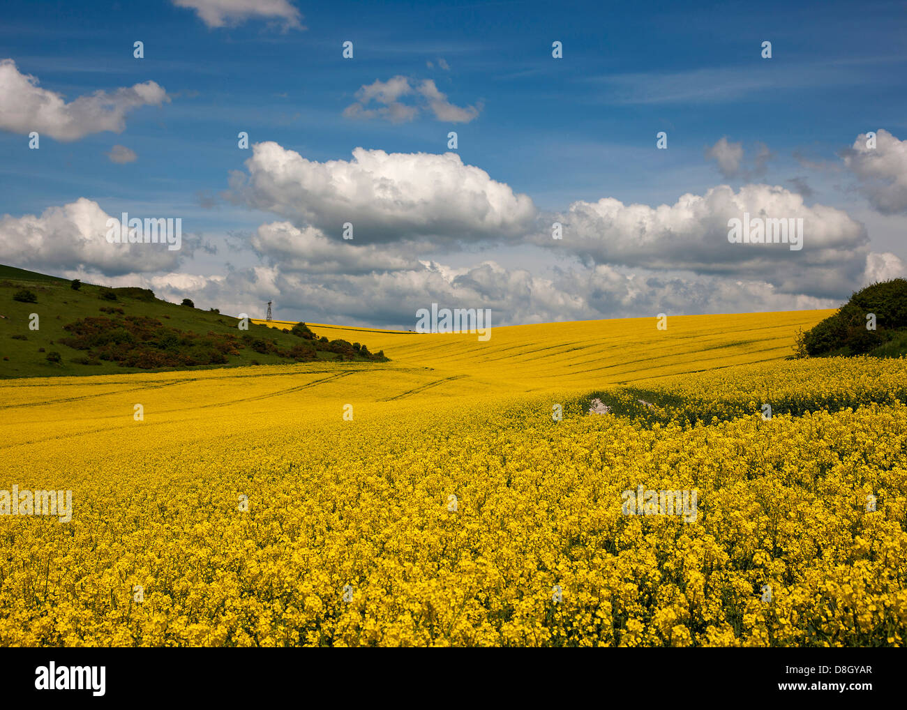 Field of yellow rape in early Summer Stock Photo - Alamy