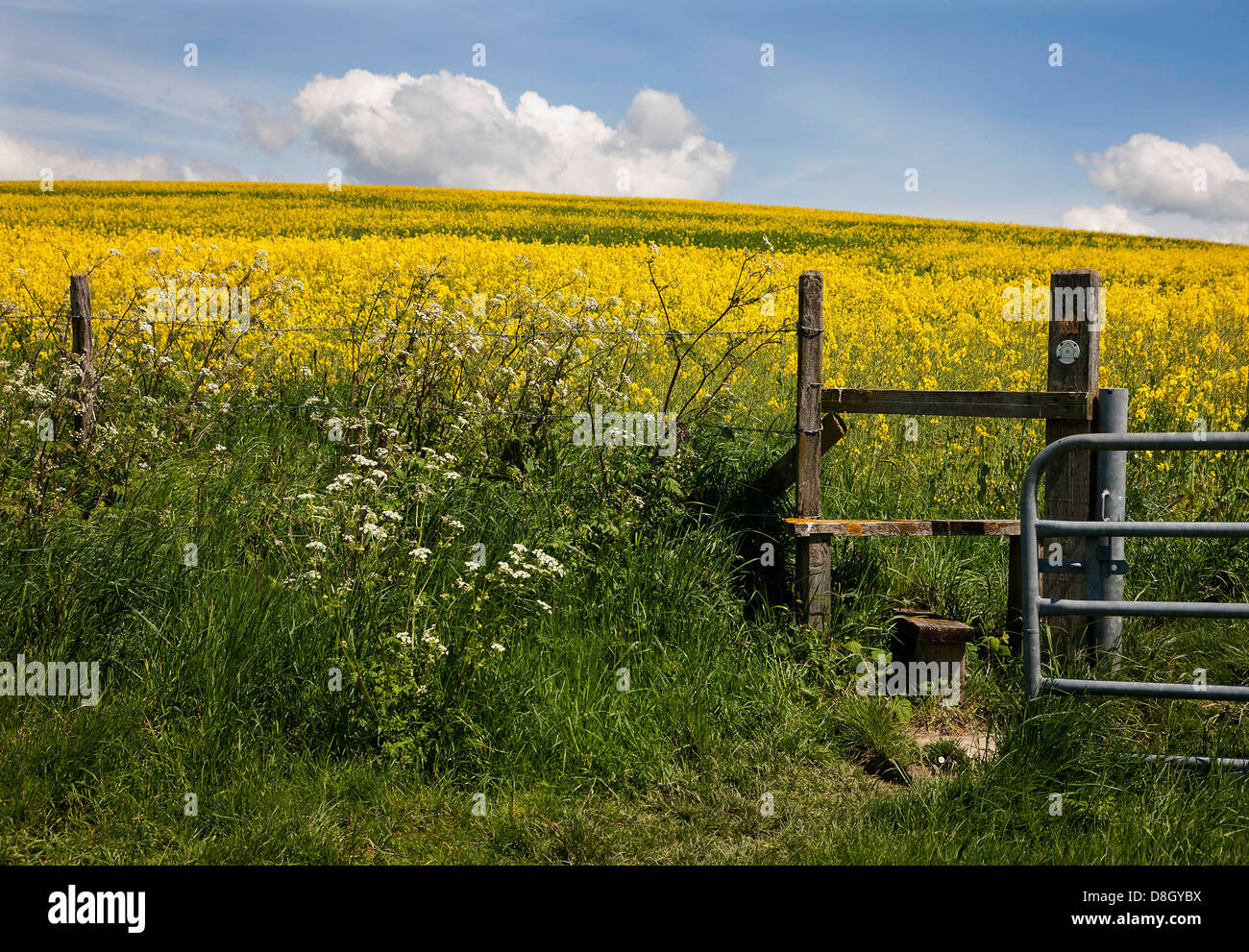 Field of yellow rape in early Summer Stock Photo - Alamy