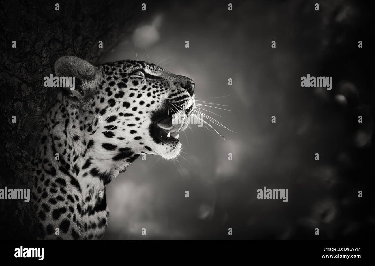 Leopard Portrait (Artistic processing) - Kruger National Park - South Africa Stock Photo