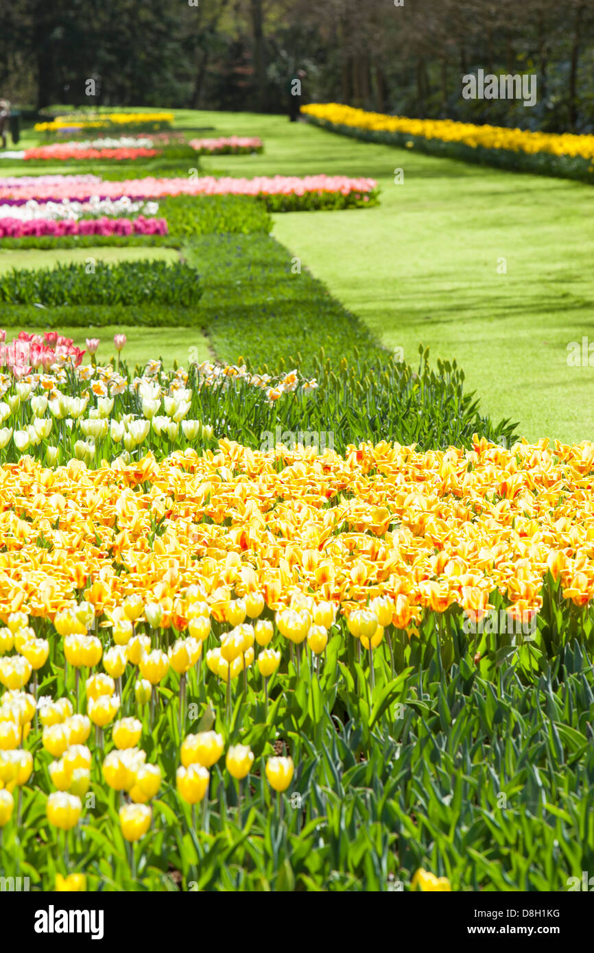 Tulips and Hyacinth at Keukenhof gardens, near, Lisse, Netherlands, the
