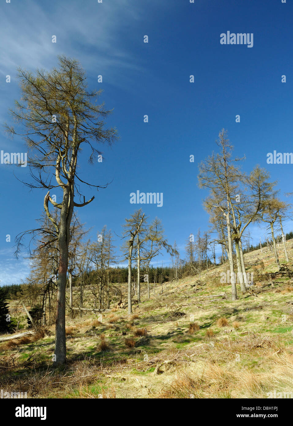 Larch Trees in spring. Warren Plantation, Powys, Wales Stock Photo