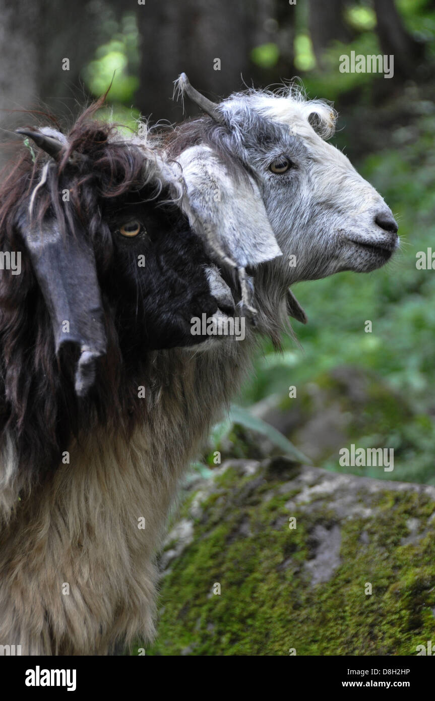 A herd of sheep and Goats near Jodhpur, Rajasthan, India Stock Photo