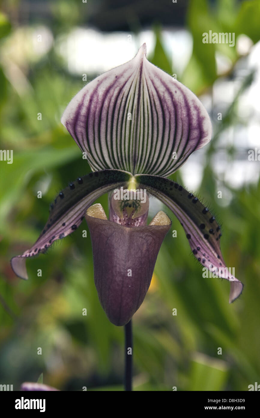 Lady´s Slipper orchid Stock Photo