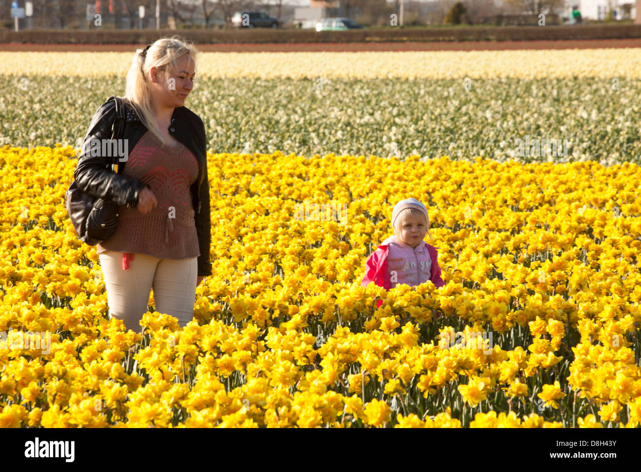 A mother and child in Daffodil fields near Keukenhof gardens, Lisse, Netherlands. Stock Photo