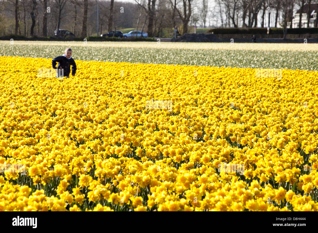 Daffodil fields near Keukenhof gardens, Lisse, Netherlands Stock Photo Alamy