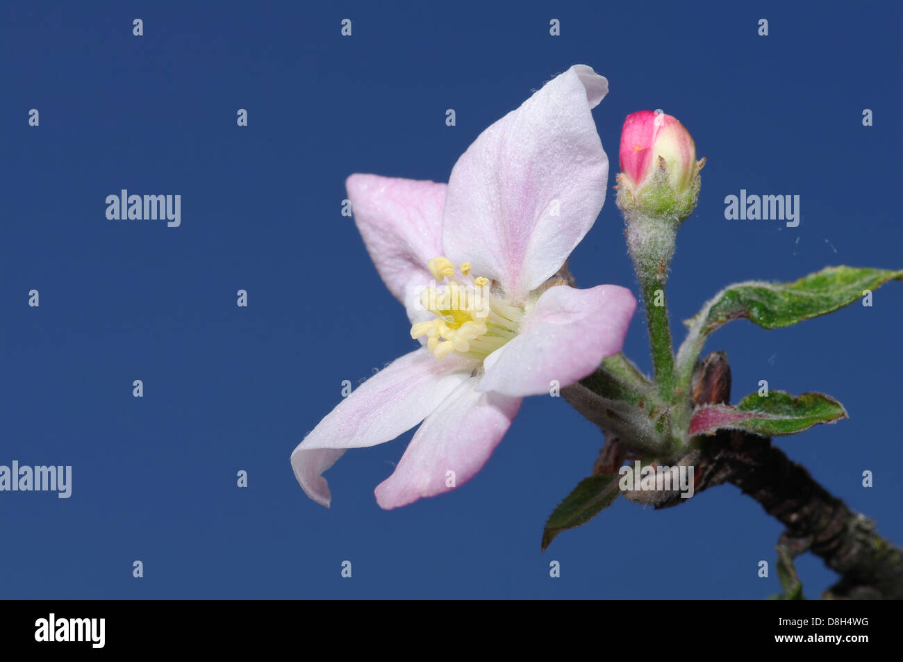 apple tree in flower Stock Photo