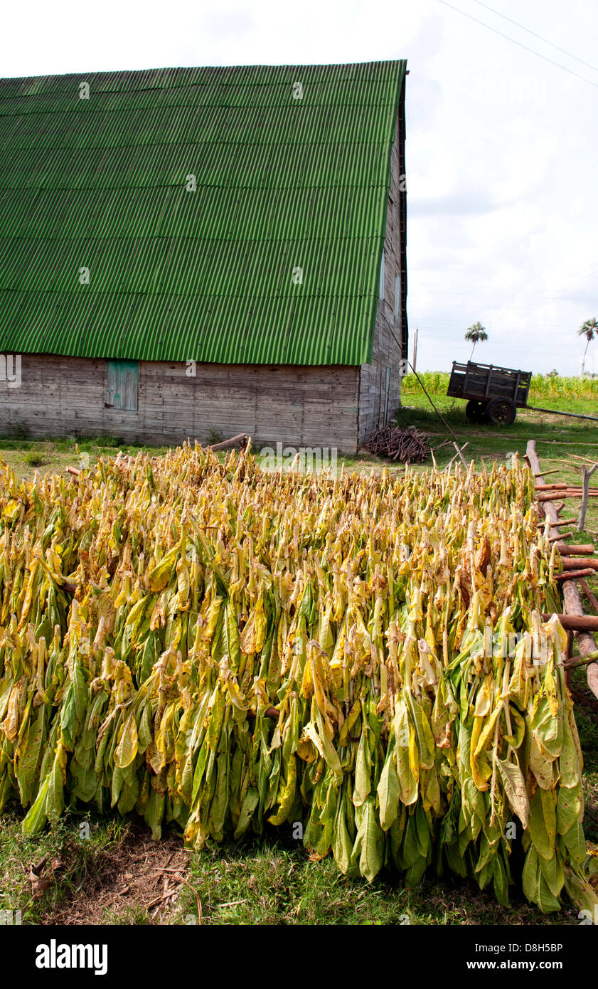 Tobacco drying racks hires stock photography and images Alamy